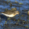 Curlew Sandpiper